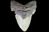 Fossil Megalodon Tooth - Monster Meg Tooth #86500-1